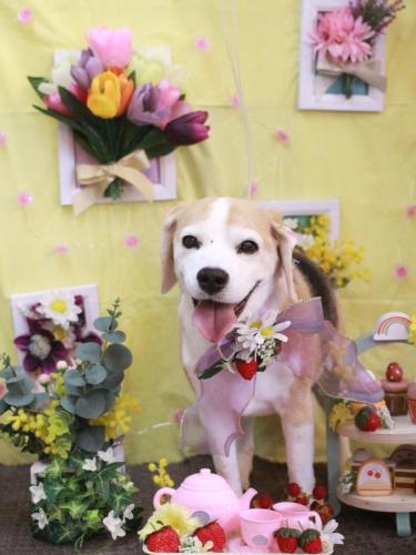 20230315チャビーちゃん